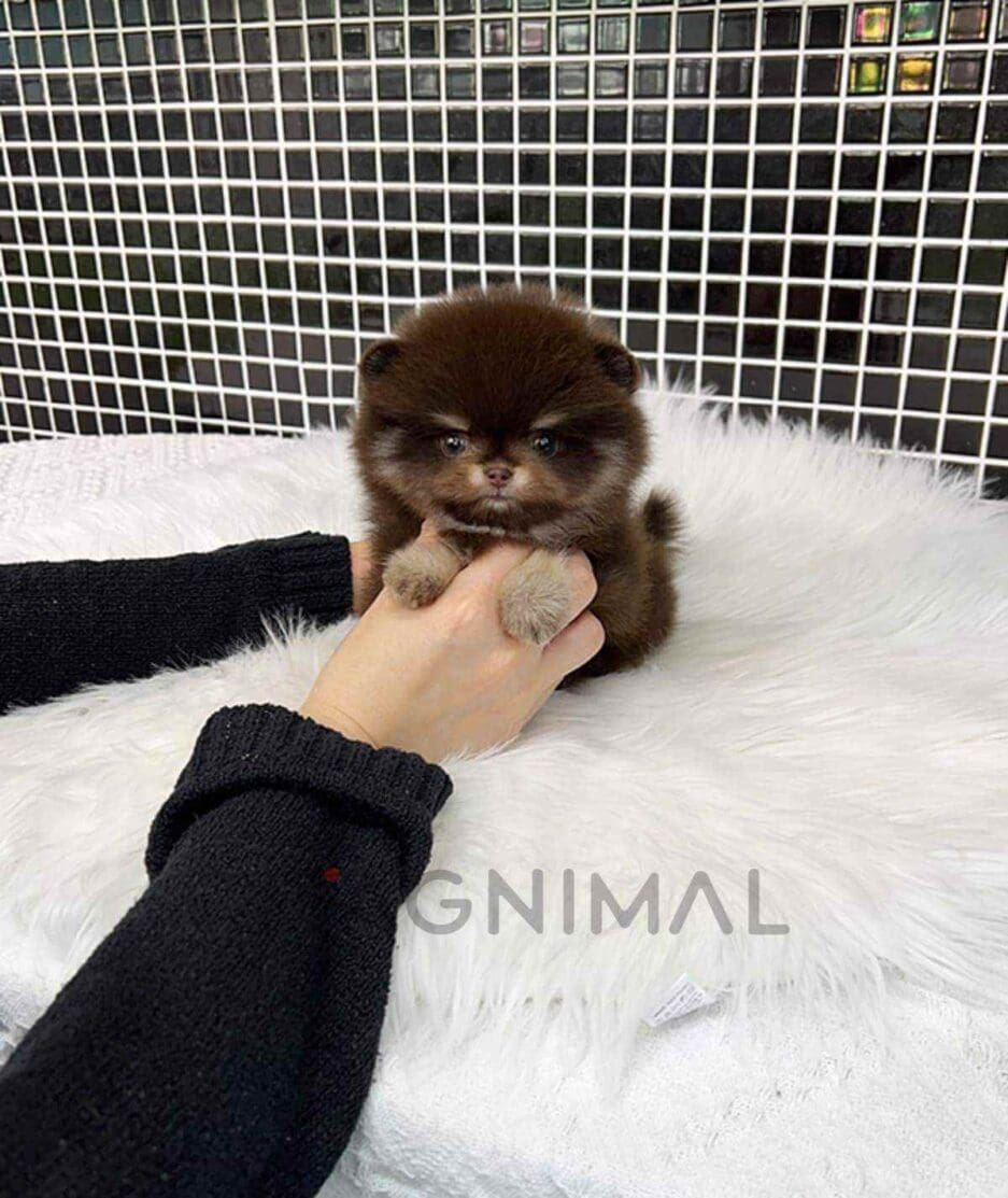 Pomeranian puppy for sale, dog for sale at Tagnimal