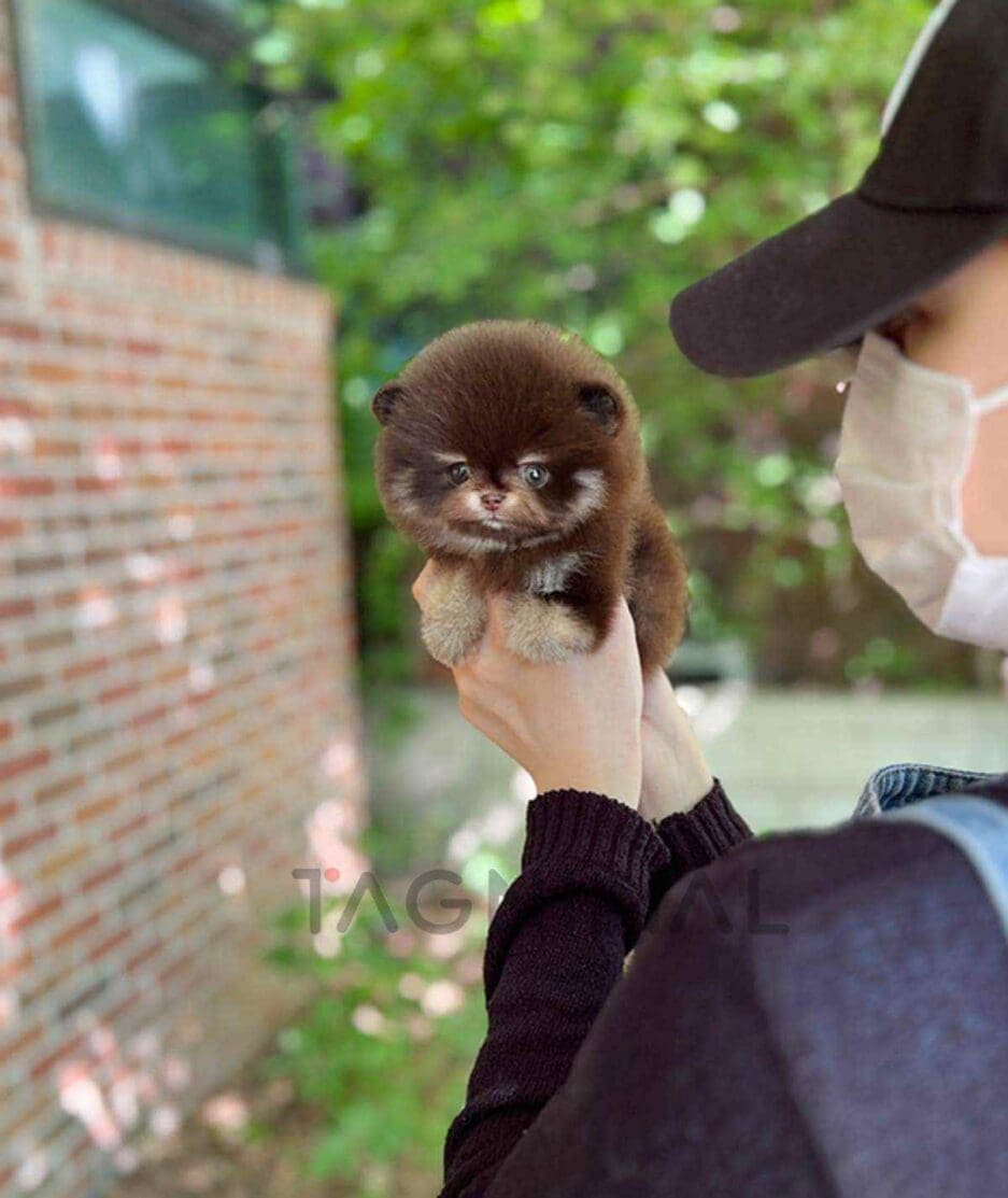 Pomeranian puppy for sale, dog for sale at Tagnimal