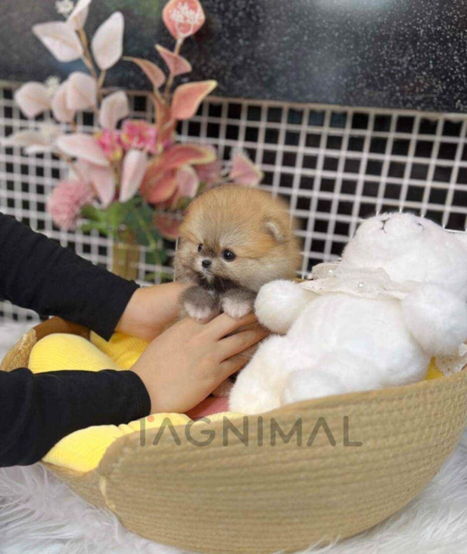 Pomeranian puppy for sale, dog for sale at Tagnimal