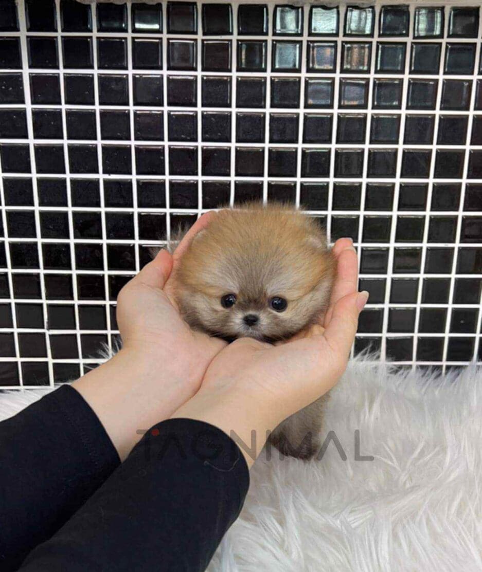 Pomeranian puppy for sale, dog for sale at Tagnimal