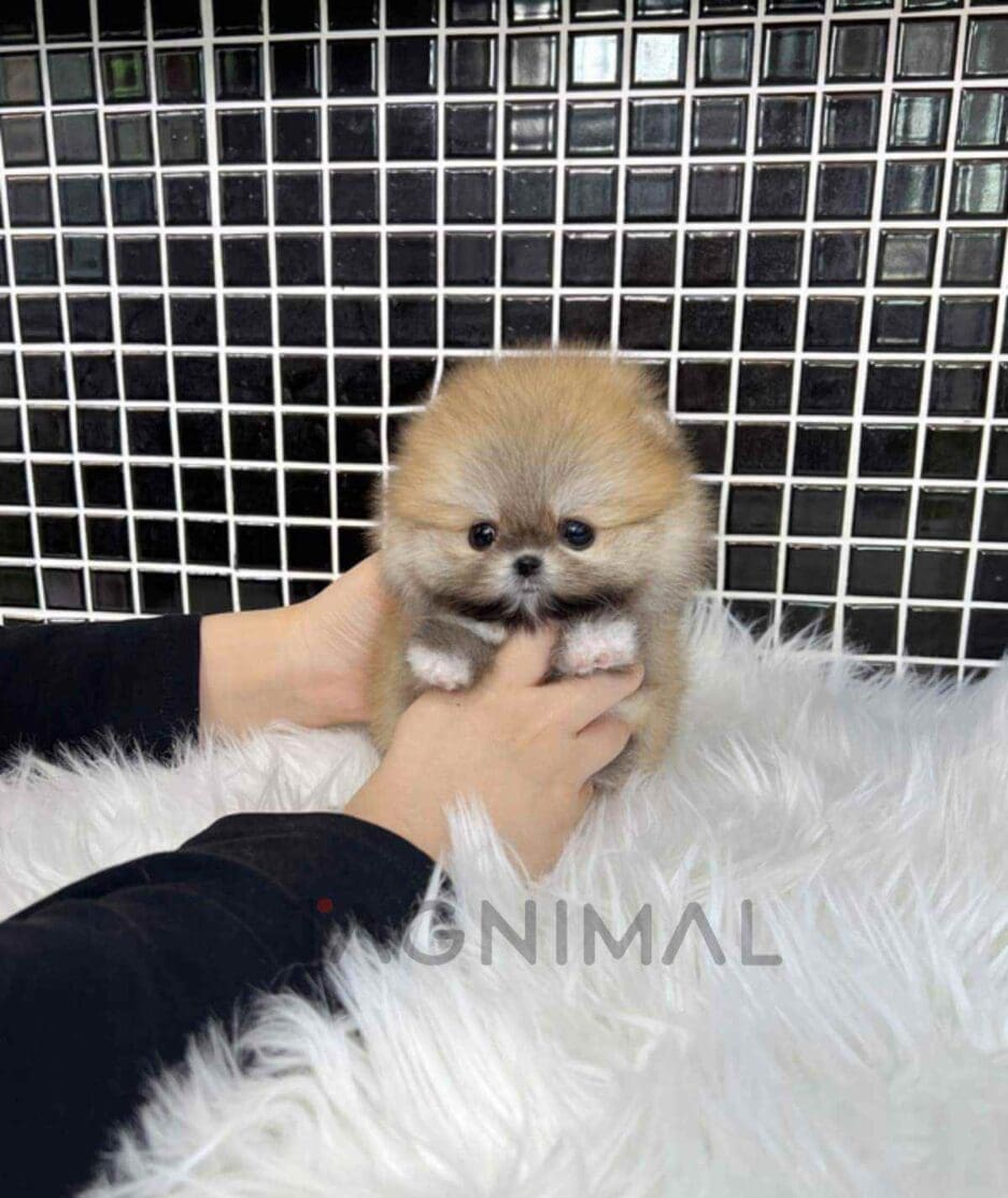 Pomeranian puppy for sale, dog for sale at Tagnimal