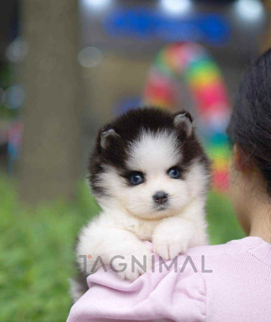 Pomsky puppy for sale, dog for sale at Tagnimal