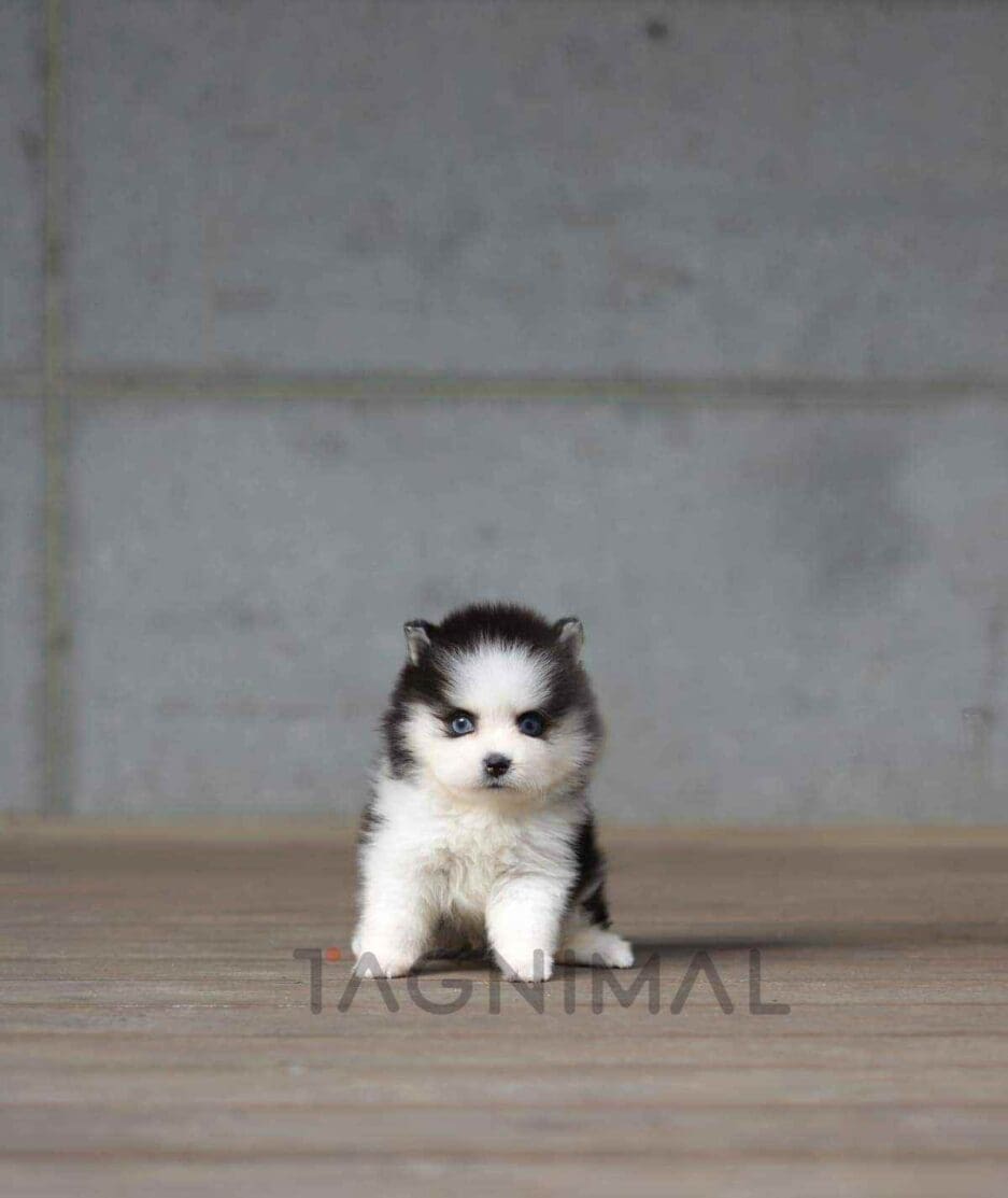 Pomsky puppy for sale, dog for sale at Tagnimal