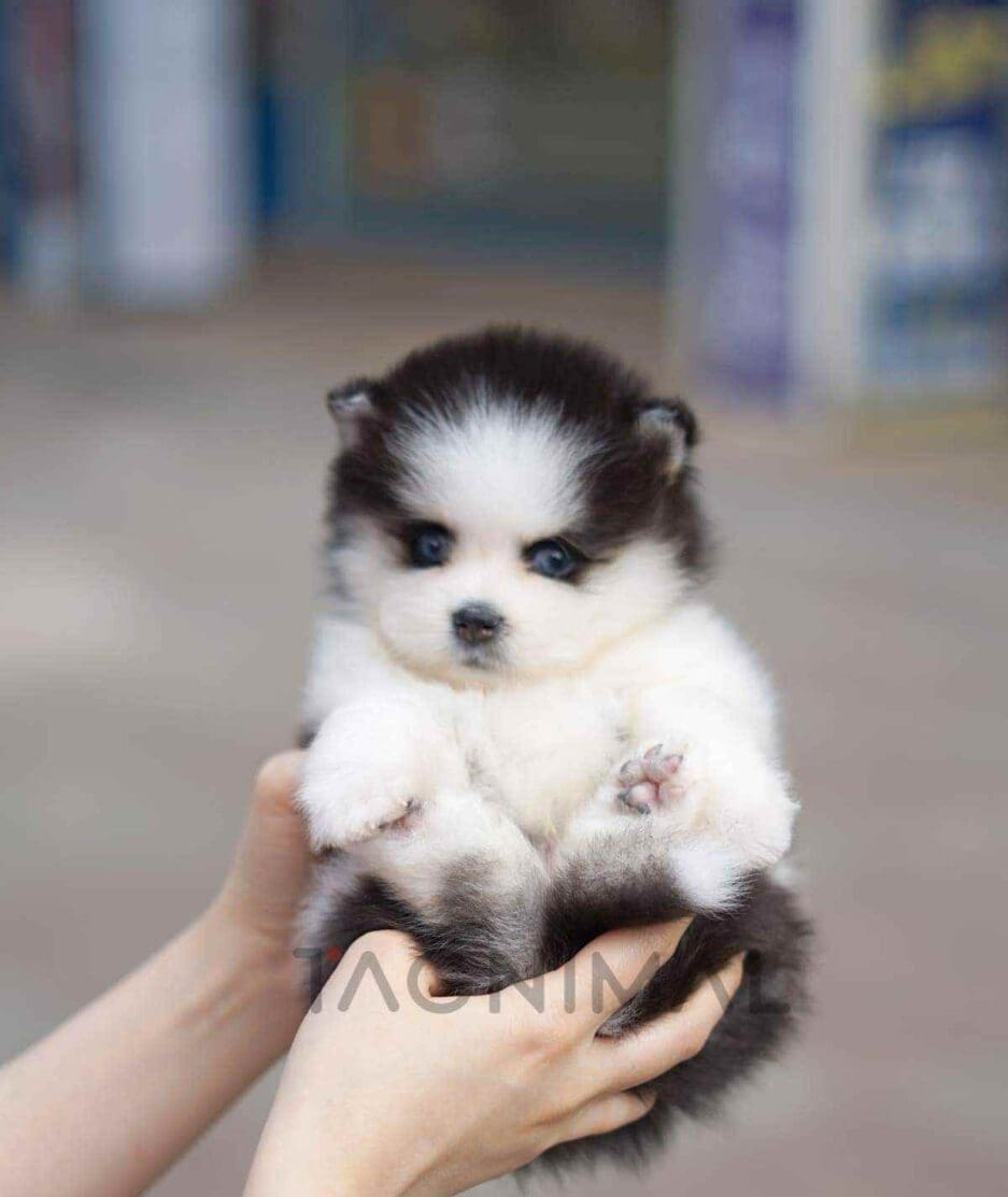 Pomsky puppy for sale, dog for sale at Tagnimal