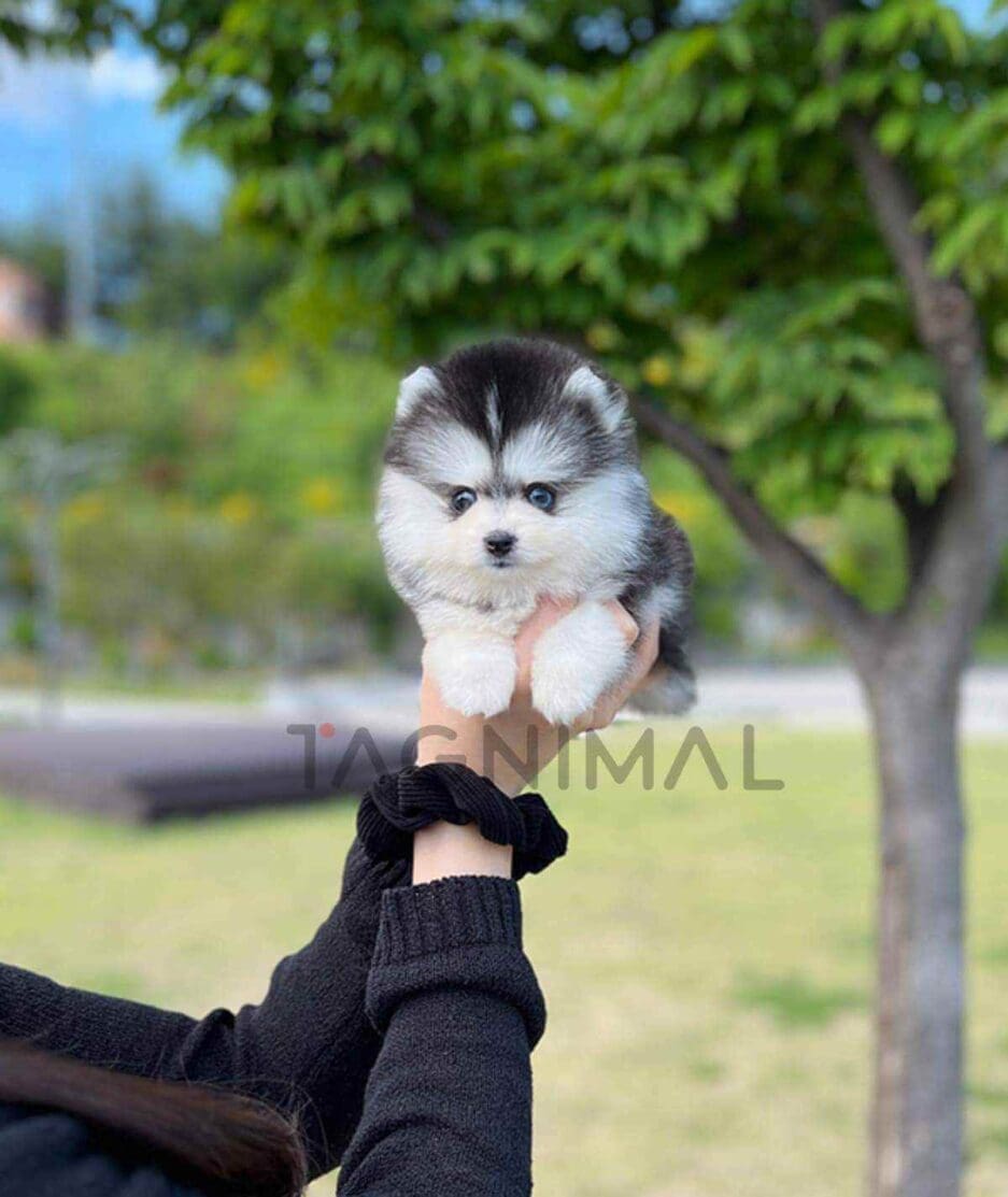 Pomsky puppy for sale, dog for sale at Tagnimal