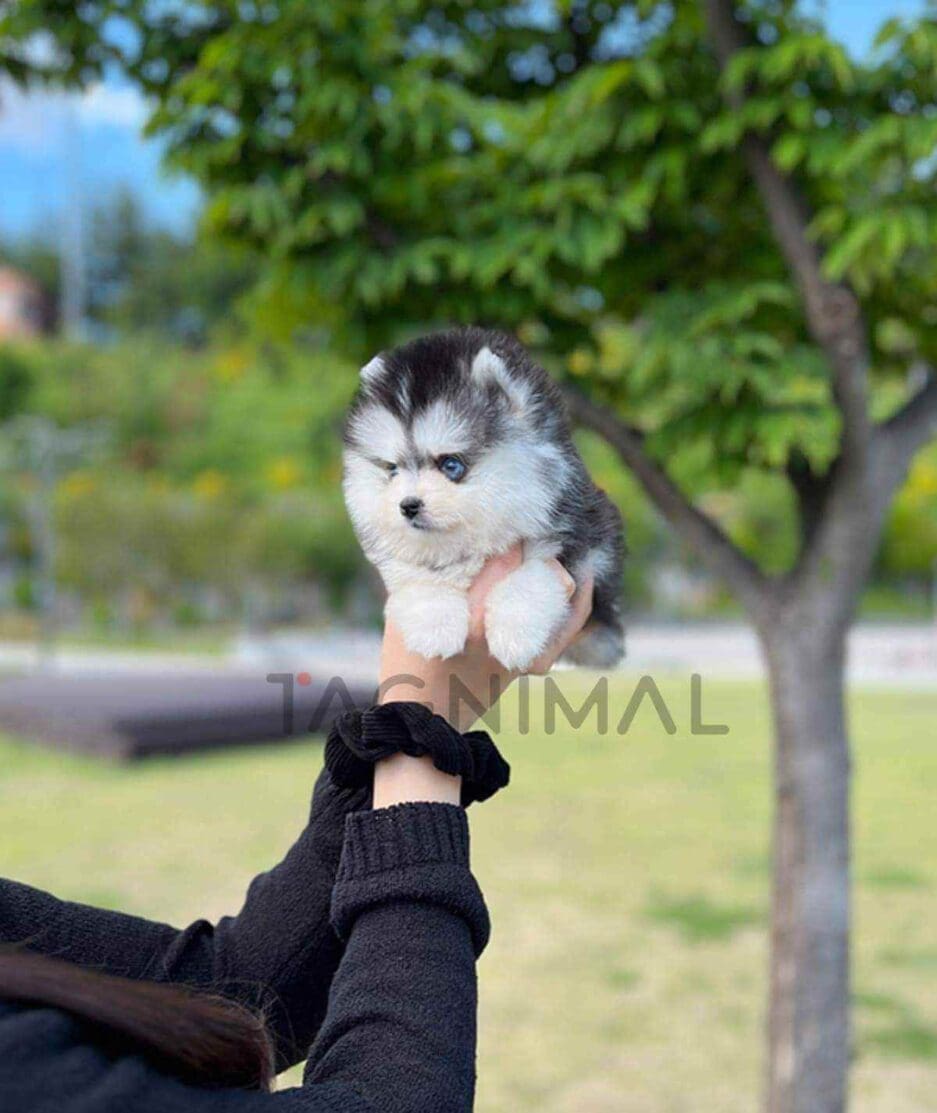 Pomsky puppy for sale, dog for sale at Tagnimal