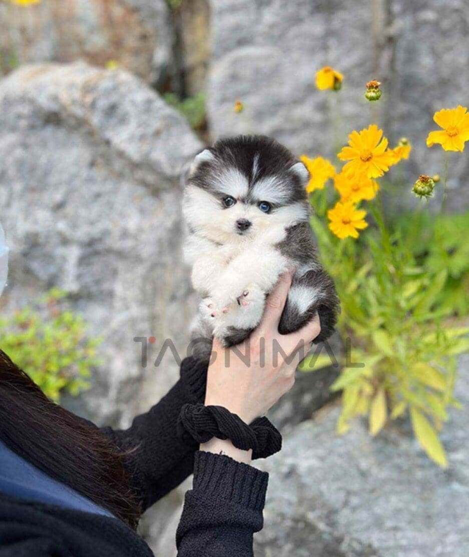 Pomsky puppy for sale, dog for sale at Tagnimal