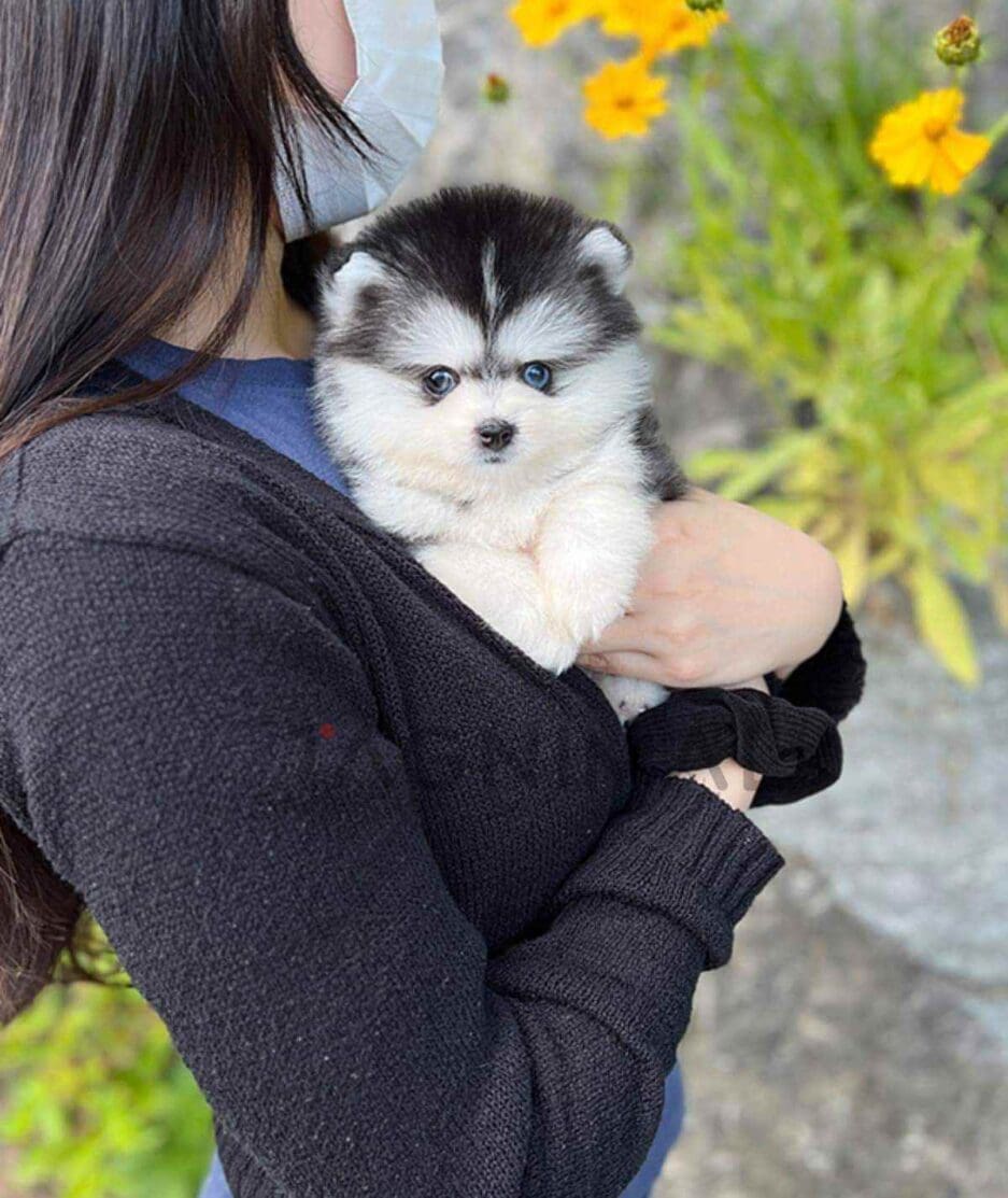 Pomsky puppy for sale, dog for sale at Tagnimal