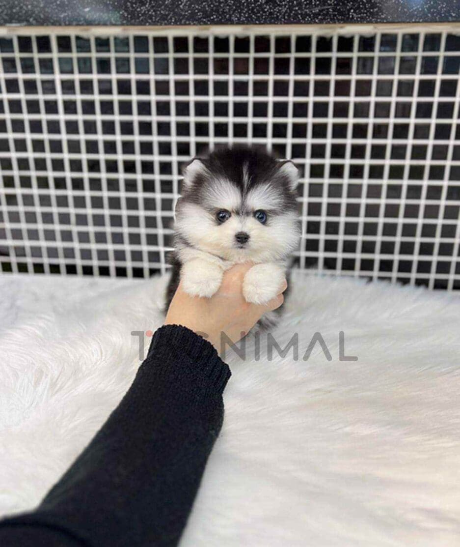 Pomsky puppy for sale, dog for sale at Tagnimal