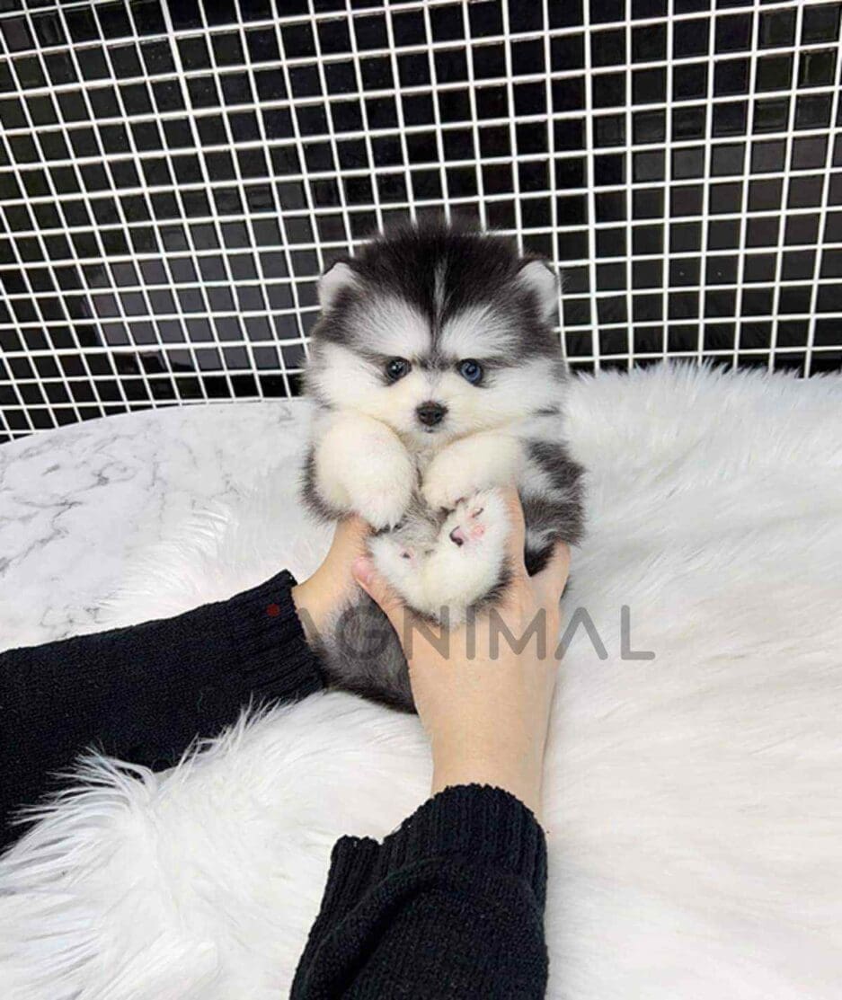 Pomsky puppy for sale, dog for sale at Tagnimal