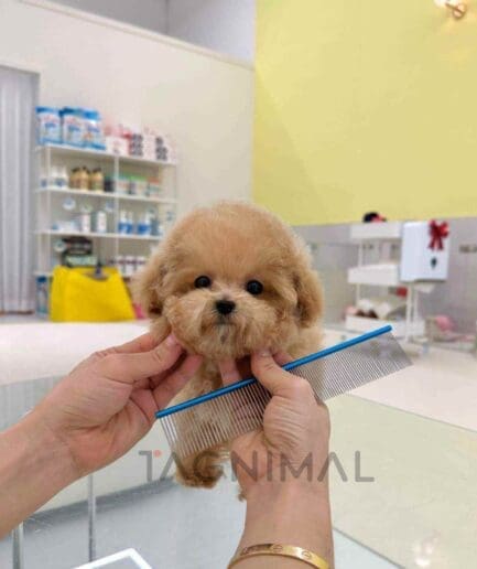 Poodle puppy for sale, dog for sale at Tagnimal