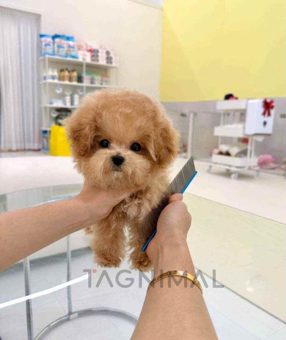 Poodle puppy for sale, dog for sale at Tagnimal