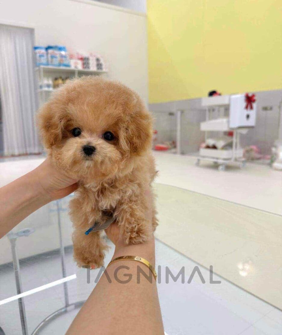 Poodle puppy for sale, dog for sale at Tagnimal