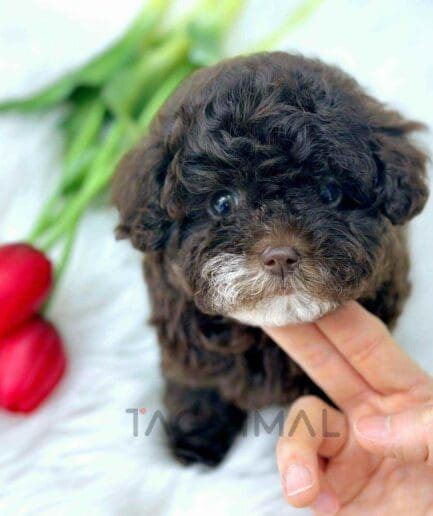 Poodle puppy for sale, dog for sale at Tagnimal