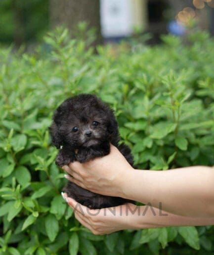 Poodle puppy for sale, dog for sale at Tagnimal