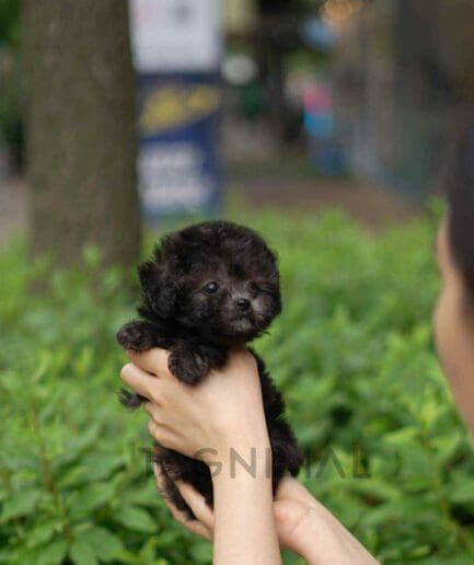 Poodle puppy for sale, dog for sale at Tagnimal