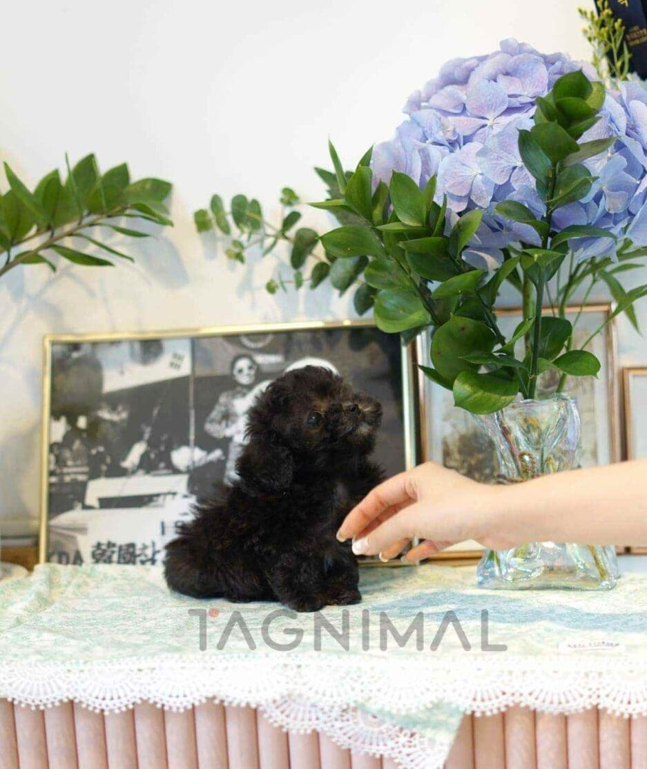 Poodle puppy for sale, dog for sale at Tagnimal