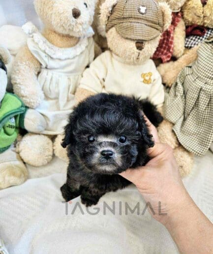 Poodle puppy for sale, dog for sale at Tagnimal