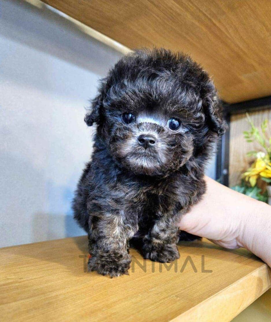 Poodle puppy for sale, dog for sale at Tagnimal