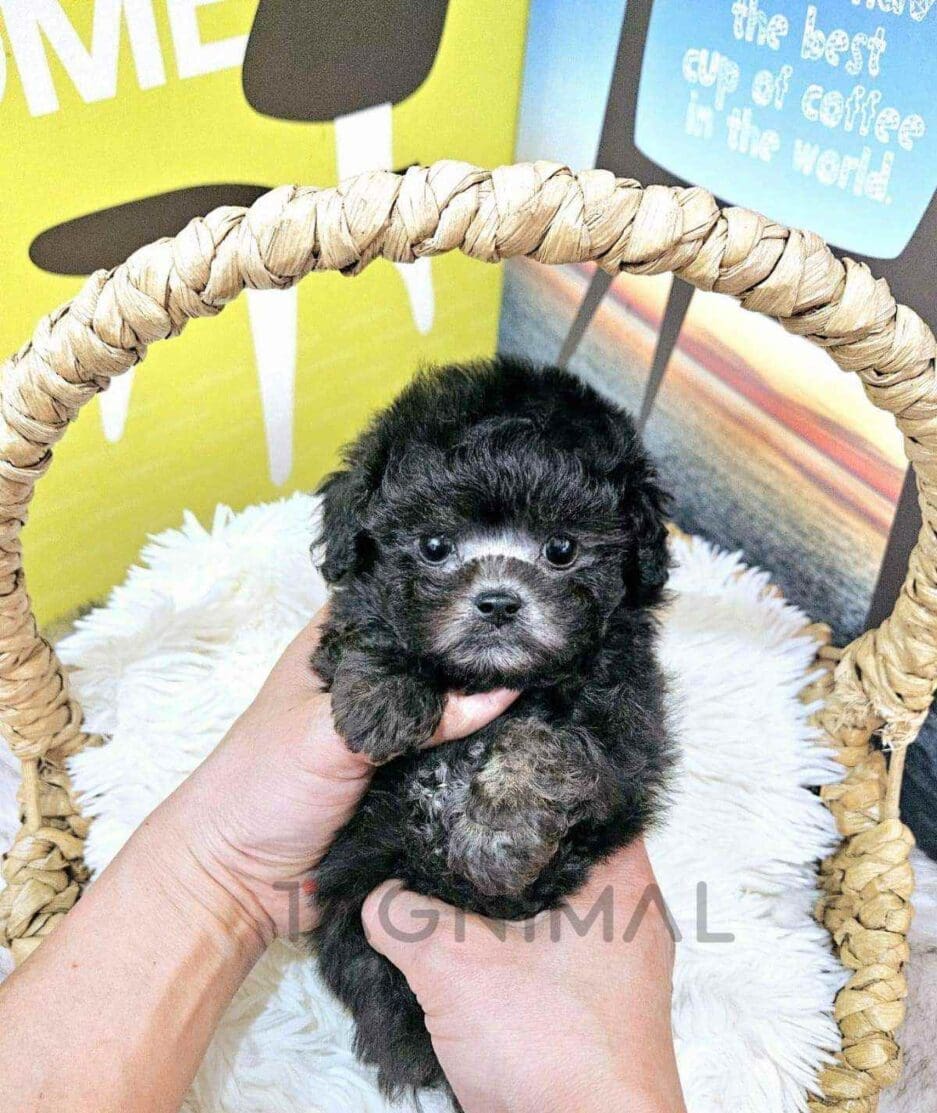 Poodle puppy for sale, dog for sale at Tagnimal