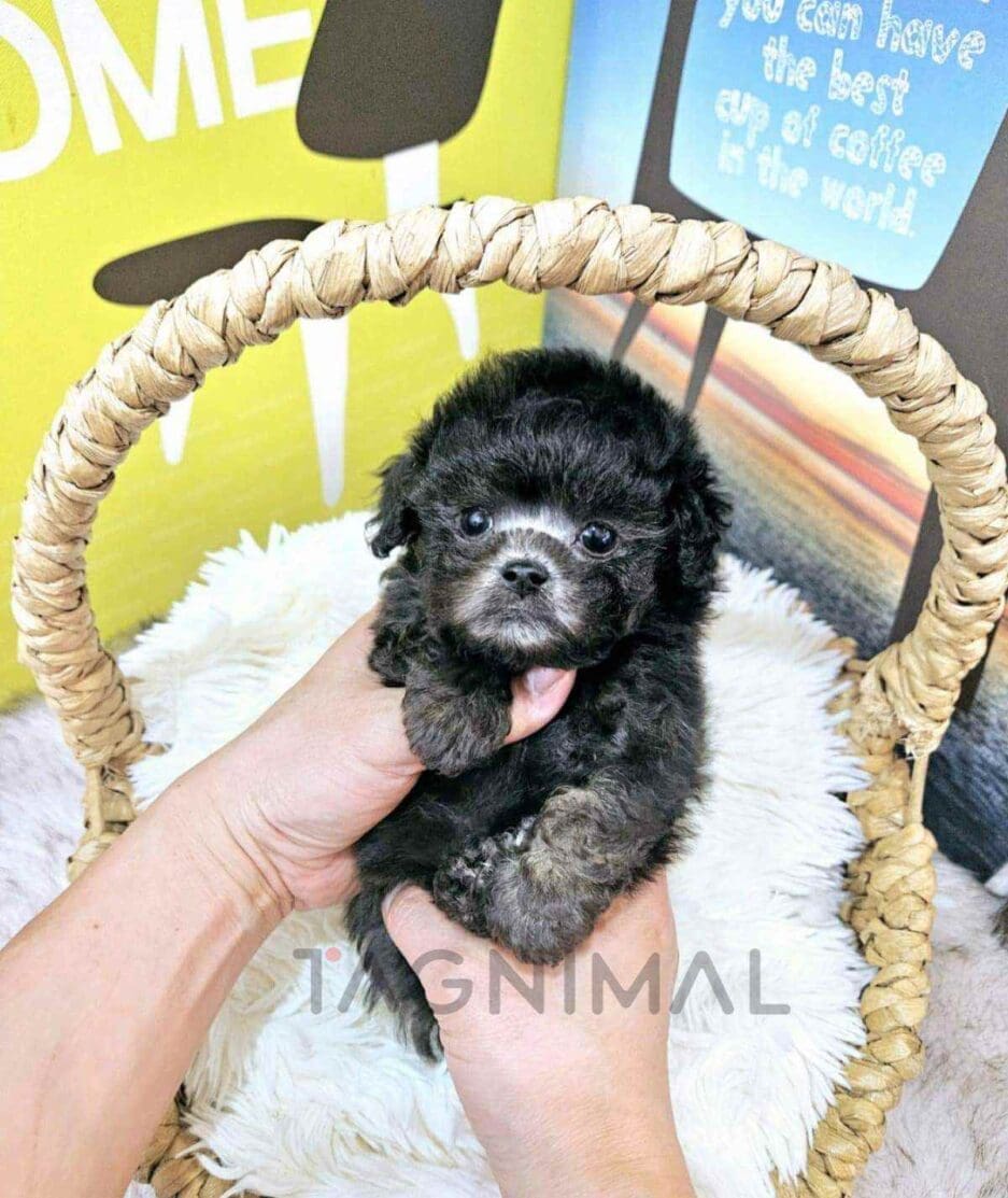 Poodle puppy for sale, dog for sale at Tagnimal