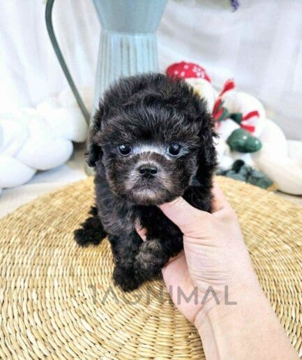 Poodle puppy for sale, dog for sale at Tagnimal