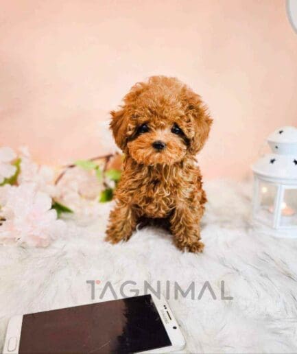 Poodle puppy for sale, dog for sale at Tagnimal