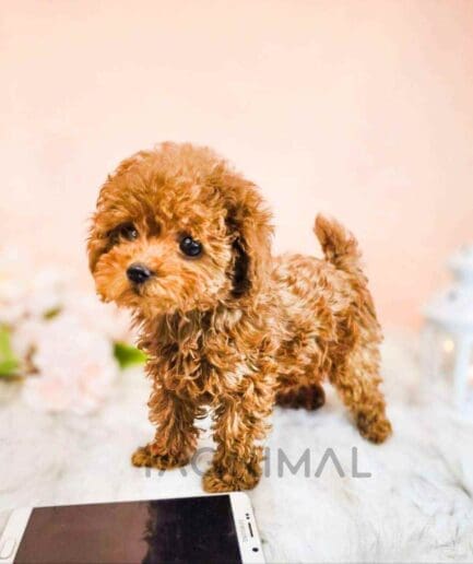 Poodle puppy for sale, dog for sale at Tagnimal