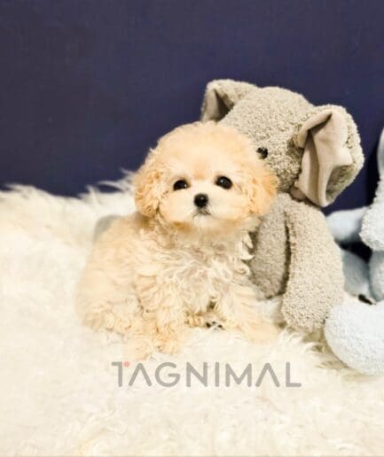 Poodle puppy for sale, dog for sale at Tagnimal