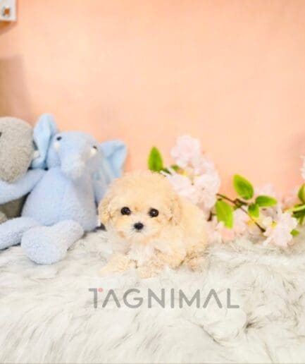 Poodle puppy for sale, dog for sale at Tagnimal