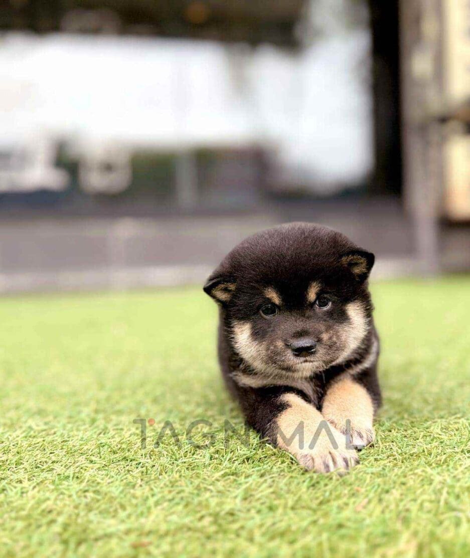 Shiba Inu puppy for sale, dog for sale at Tagnimal