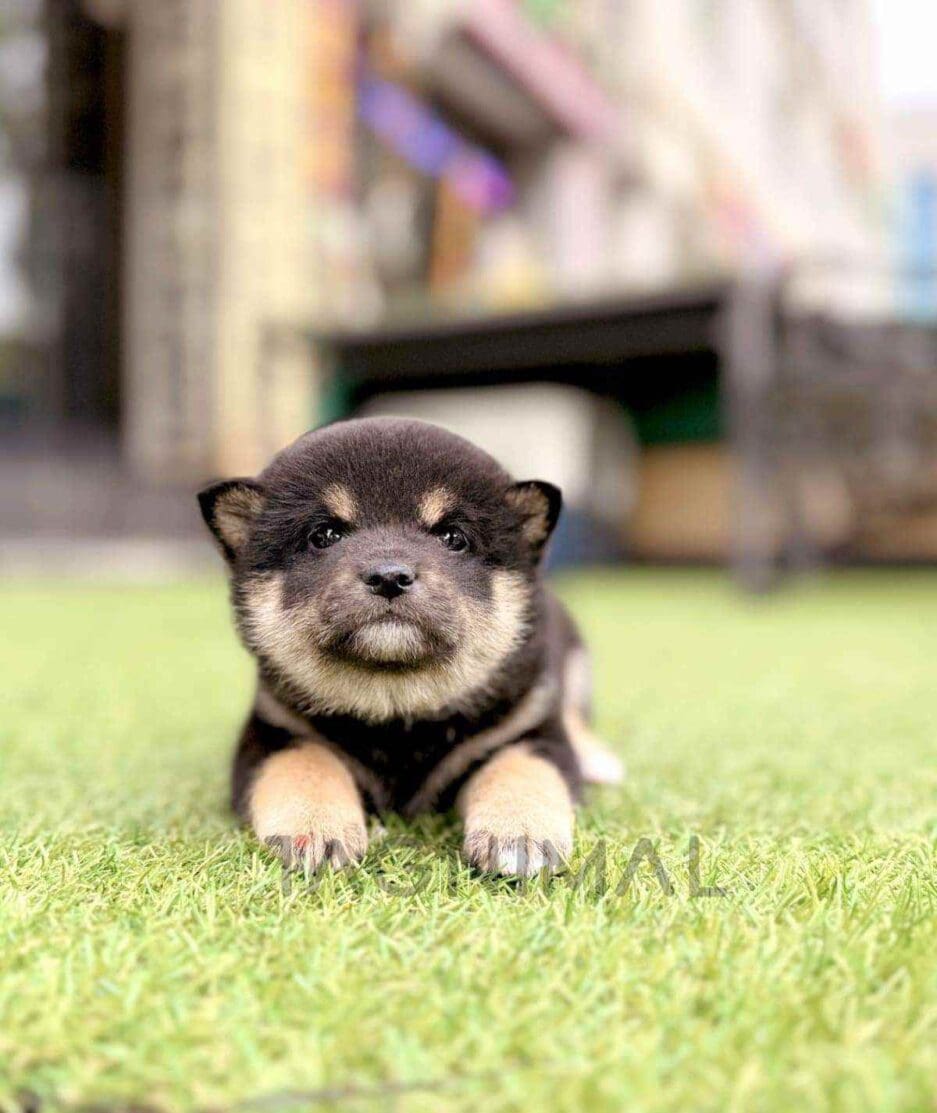 Shiba Inu puppy for sale, dog for sale at Tagnimal