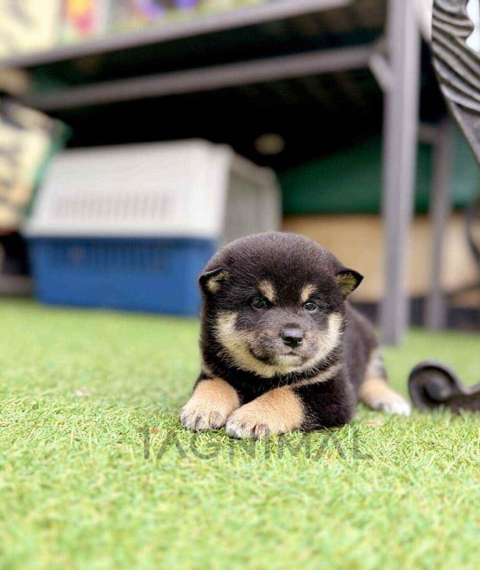 Shiba Inu puppy for sale, dog for sale at Tagnimal