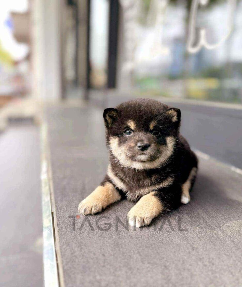 Shiba Inu puppy for sale, dog for sale at Tagnimal