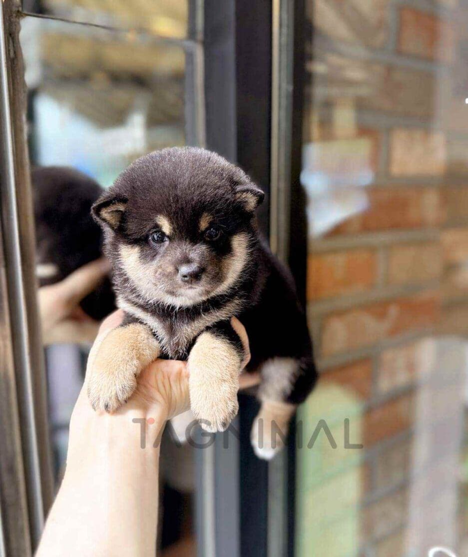 Shiba Inu puppy for sale, dog for sale at Tagnimal