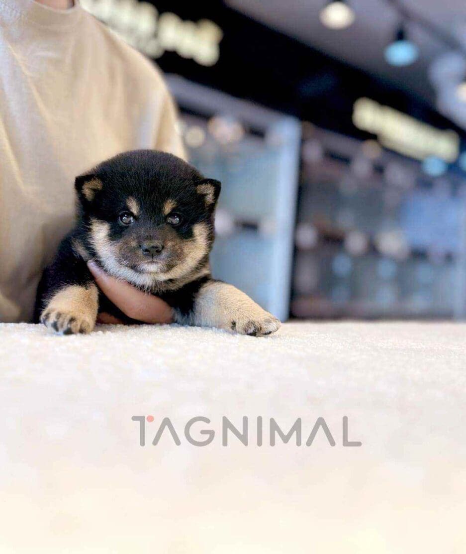 Shiba Inu puppy for sale, dog for sale at Tagnimal