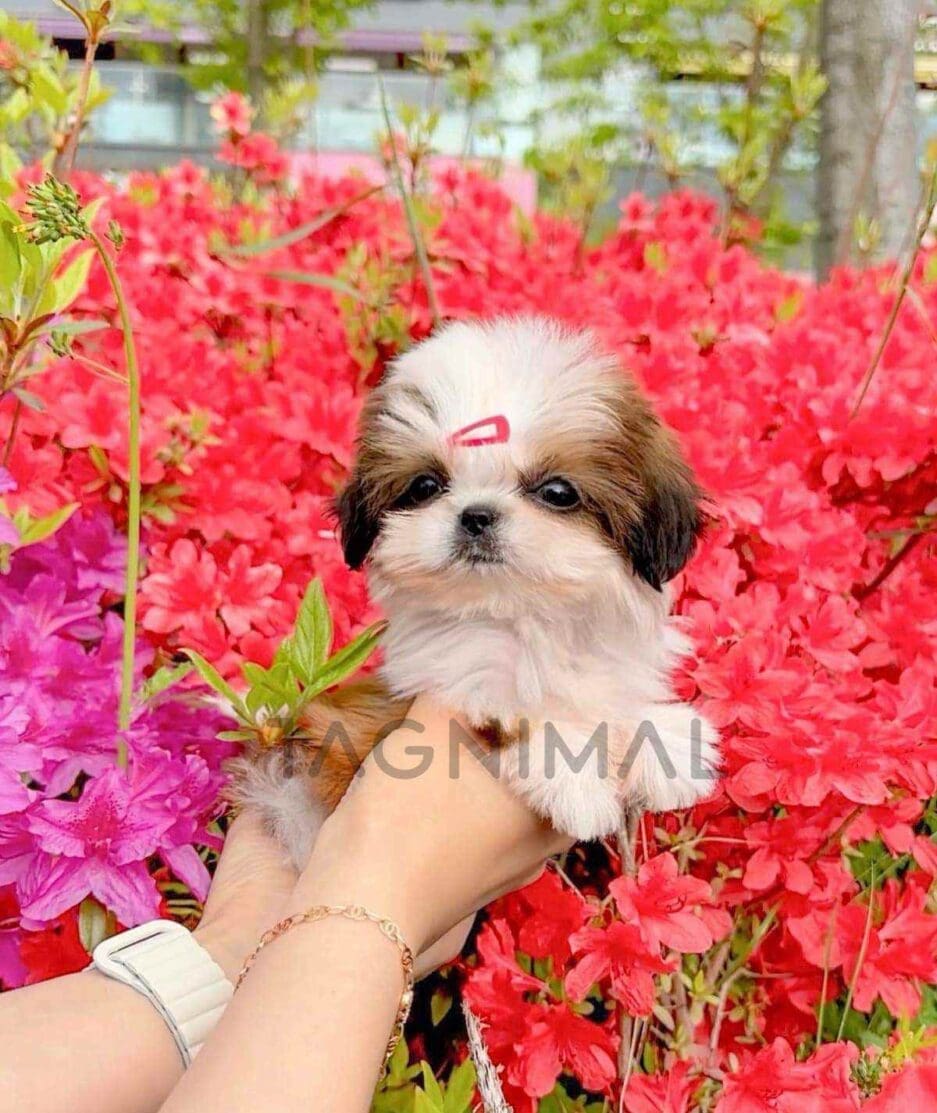 Shih Tzu puppy for sale, dog for sale at Tagnimal