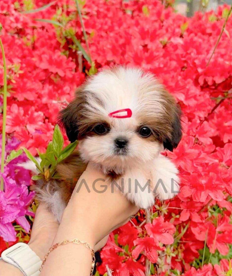 Shih Tzu puppy for sale, dog for sale at Tagnimal