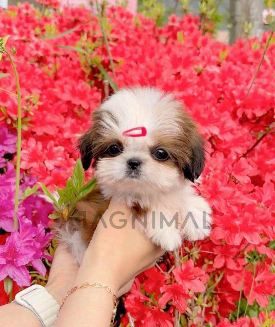 Shih Tzu puppy for sale, dog for sale at Tagnimal