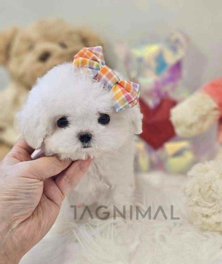 Bichon puppy for sale, dog for sale at Tagnimal