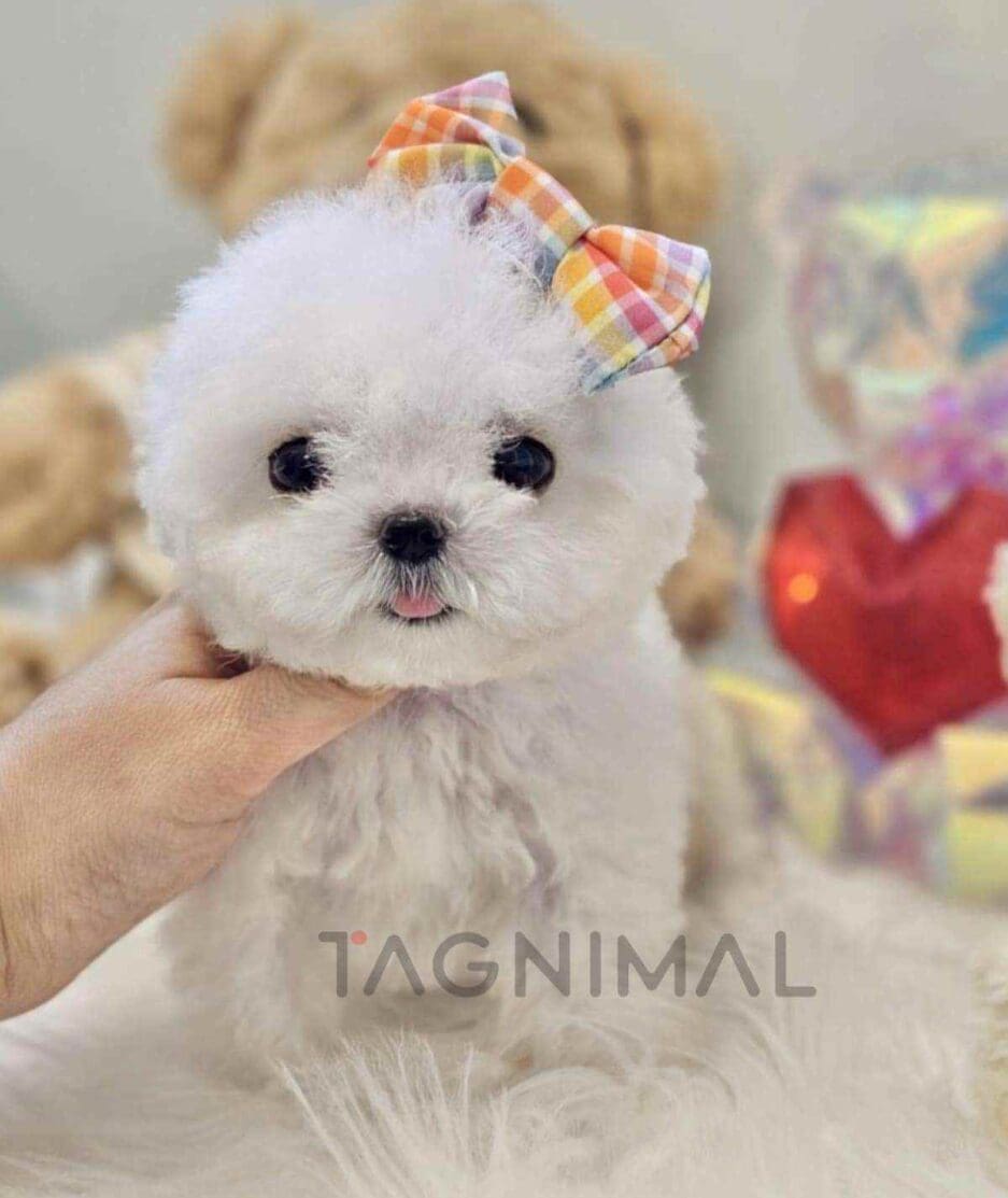 Bichon puppy for sale, dog for sale at Tagnimal