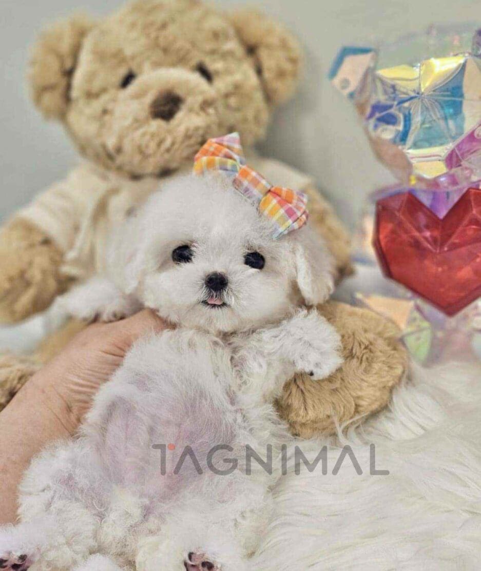 Bichon puppy for sale, dog for sale at Tagnimal