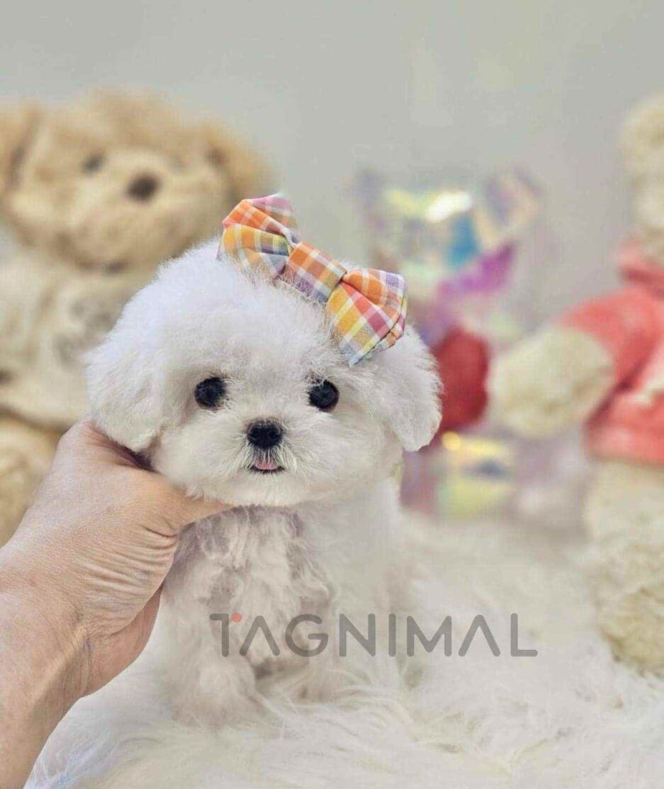 Bichon puppy for sale, dog for sale at Tagnimal