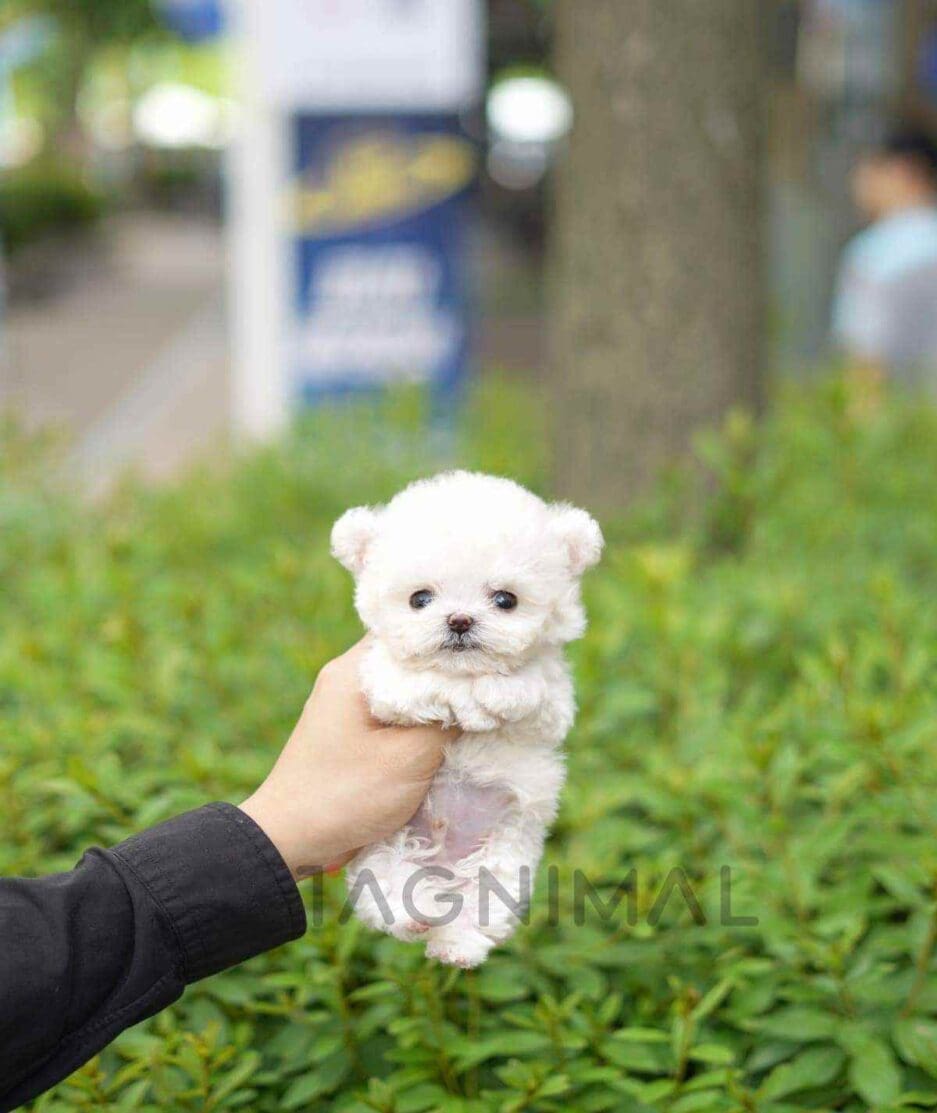 Bichon puppy for sale, dog for sale at Tagnimal