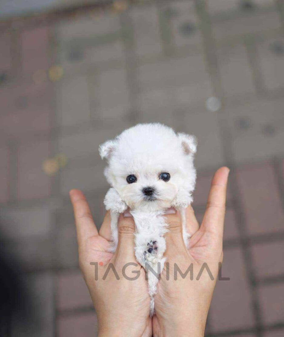 Bichon puppy for sale, dog for sale at Tagnimal