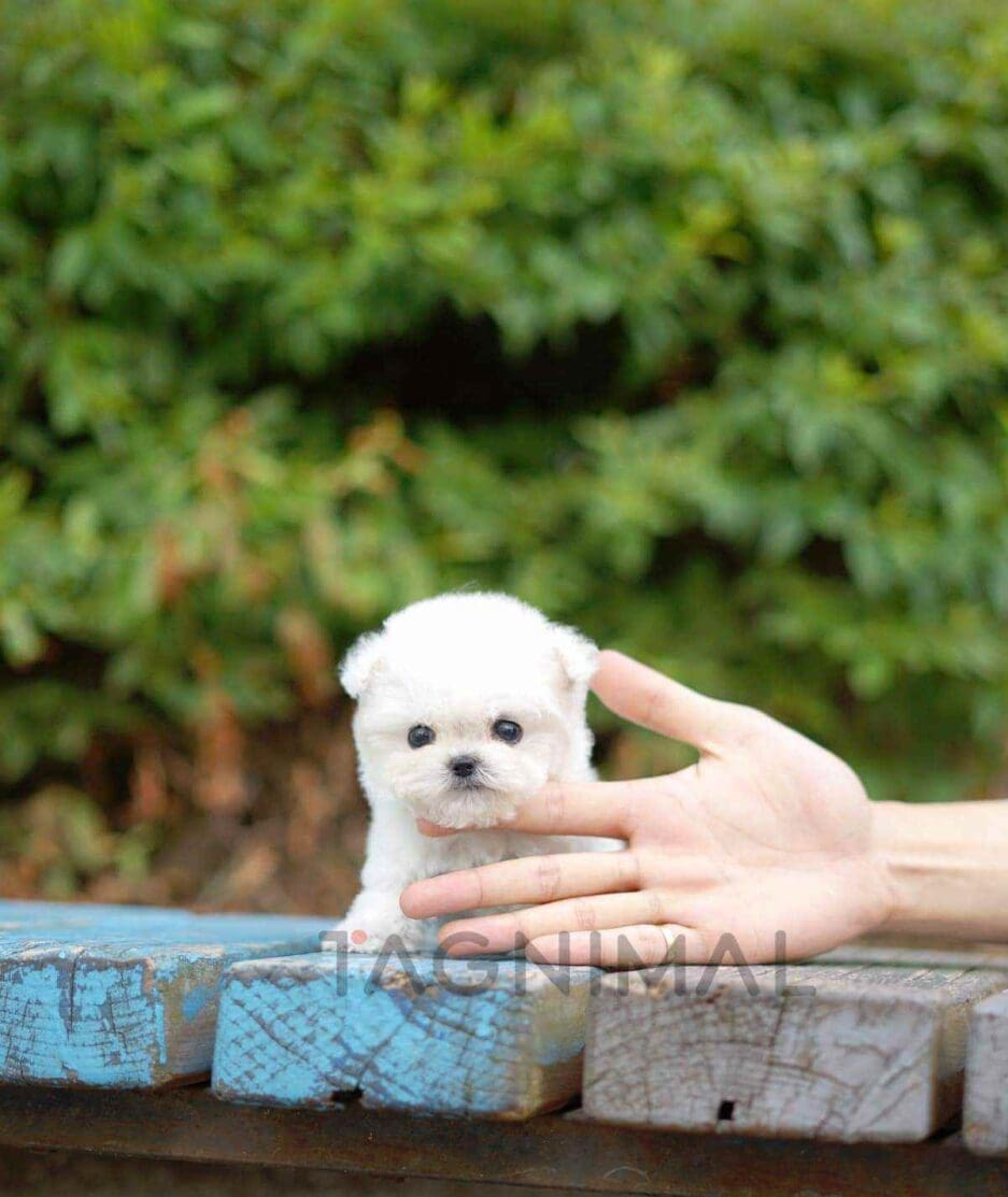 Bichon puppy for sale, dog for sale at Tagnimal