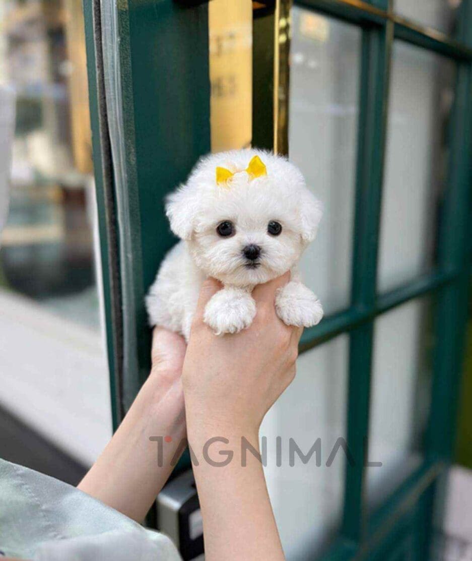 Bichon puppy for sale, dog for sale at Tagnimal