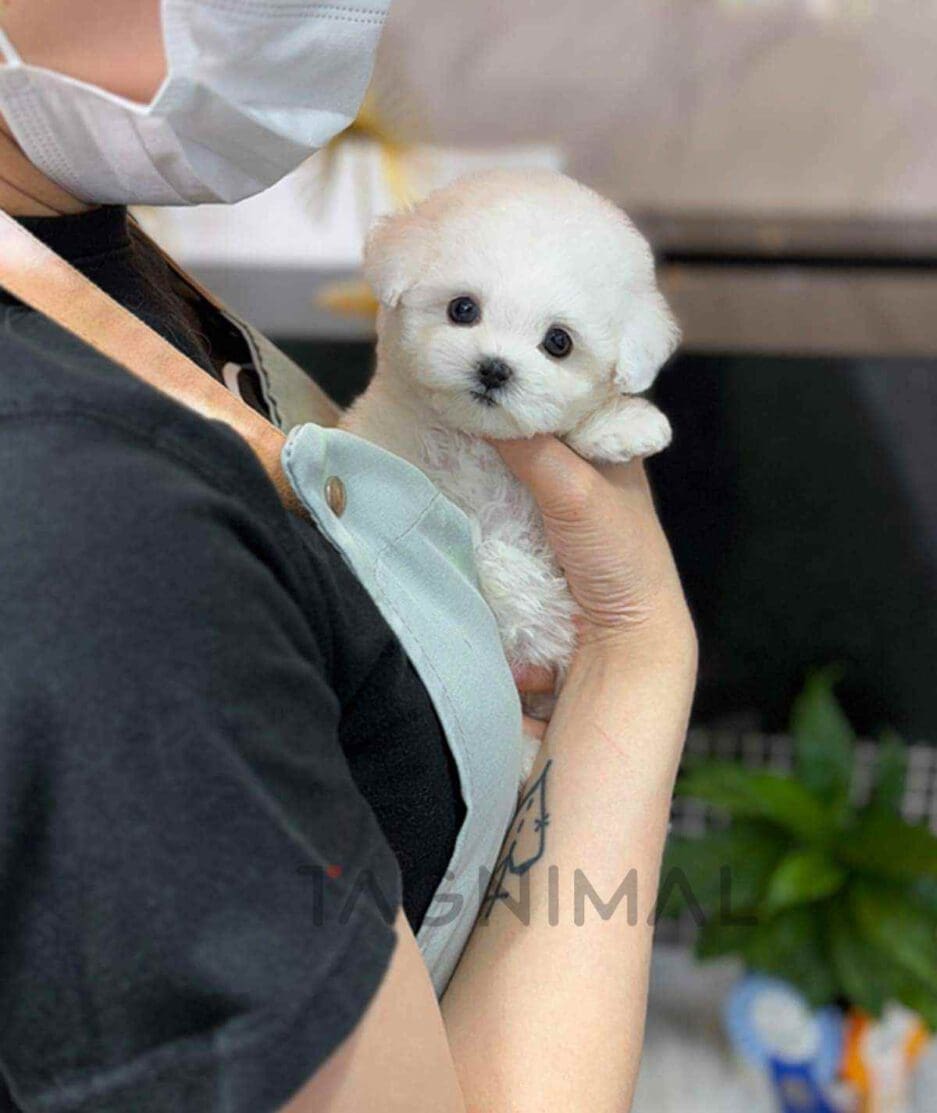 Bichon puppy for sale, dog for sale at Tagnimal