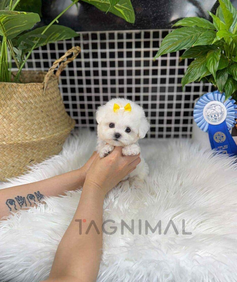 Bichon puppy for sale, dog for sale at Tagnimal