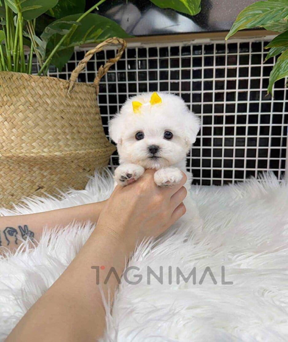 Bichon puppy for sale, dog for sale at Tagnimal